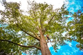 Pest Control for Lawns in New York, NY
