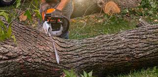 How Our Tree Care Process Works  in  New York, NY