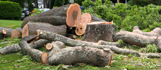 Reliable New York, NY Tree Care Solutions