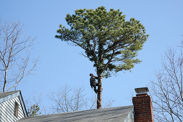 Best Fruit Tree Pruning  in New York, NY